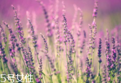 薰衣草精油能防曬嗎？能隔離紫外線