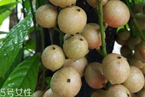 木奶果好吃嗎？木奶果密密麻麻好吃到爆