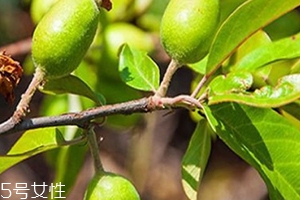 多依果多少錢一斤？