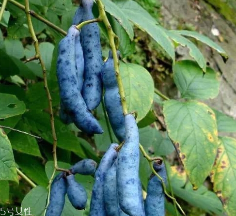 貓屎瓜能吃嗎？其貌不揚(yáng)的水果