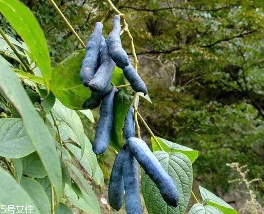 貓屎瓜能吃嗎？其貌不揚(yáng)的水果