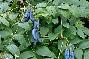 貓屎瓜的籽能吃嗎？