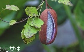 八月炸和貓屎瓜是一種水果嗎？了解它們的區(qū)別