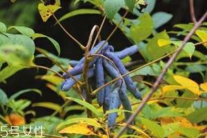 八月炸和貓屎瓜是一種水果嗎？了解它們的區(qū)別