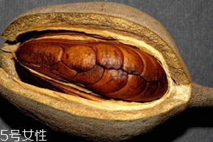 向天果的用量 根據(jù)自身情況選擇服用量。