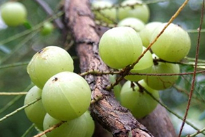 余甘子多少錢(qián)一斤？余甘果報(bào)價(jià)