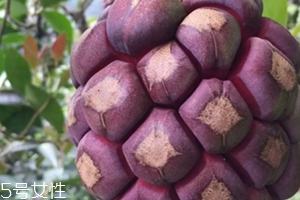 布福娜多少錢一斤？長相奇特的水果