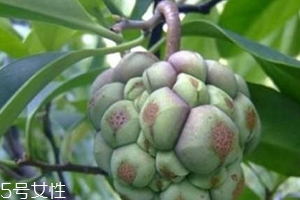 布福娜怎么吃？形狀像惡魔果實