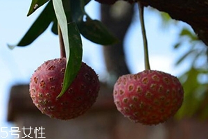 雞嗉子果怎么吃？雞嗉子果的功效和作用