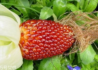 草莓玉米多少錢一斤？酷似草莓的玉米
