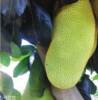 榴蓮蜜多少錢一斤？十幾塊錢左右波動