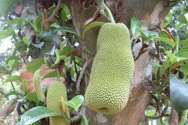 尖蜜拉是菠蘿蜜嗎？多少錢(qián)一斤