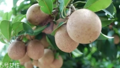 人心果多少錢一斤？稀有水果價格高
