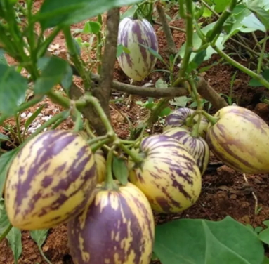 香瓜茄多少錢一斤？香瓜茄種子哪里買