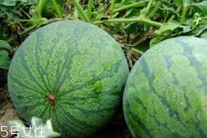 打瓜可以直接吃嗎？打瓜的功效作用