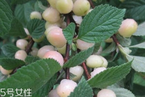 白玉櫻桃多少錢一斤？