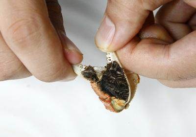 陽澄湖大閘蟹怎么吃？食陽澄湖大閘蟹注意事項(xiàng)
