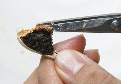 陽澄湖大閘蟹怎么吃？食陽澄湖大閘蟹注意事項(xiàng)
