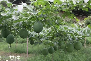 吊瓜怎么吃？吊瓜這樣做最好吃