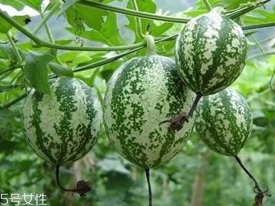 吊瓜怎么吃？吊瓜這樣做最好吃