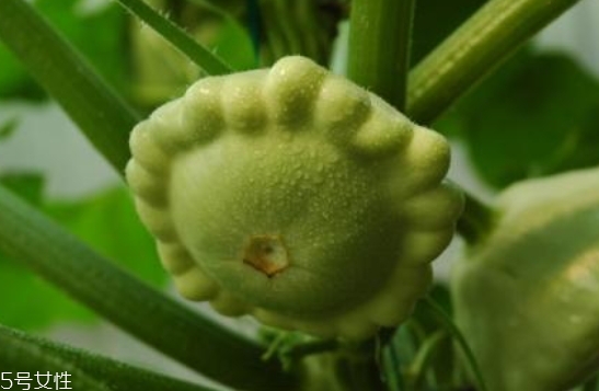 飛碟瓜蓮花果的功效作用 飛碟瓜怎么吃？