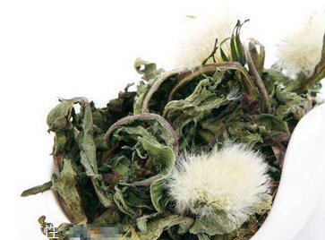 蒲公英茶怎么做？蒲公英茶做法超簡單