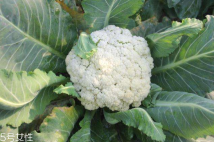花椰菜吃的是什么部位？花苞部位最營養(yǎng)