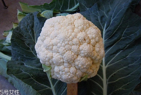 孕婦可以吃花椰菜嗎？促進(jìn)孕婦免疫力