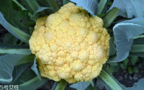 花菜在冰箱能放幾天？不要超過(guò)7天