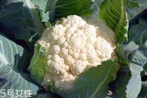 花菜怎么洗才干凈？一定要把蟲(chóng)子洗掉