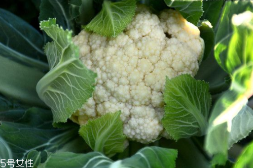 花菜怎么洗才干凈？一定要把蟲子洗掉