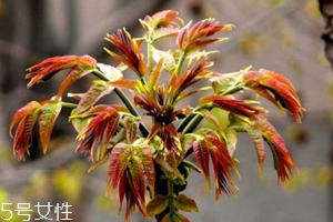 香椿怎樣長期保存？這樣做可儲存一年