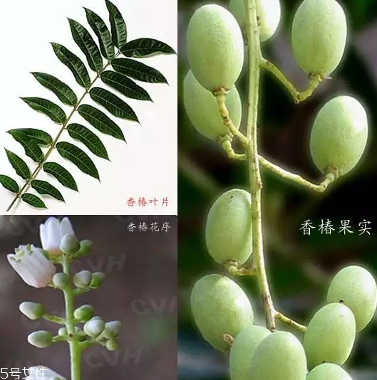 香椿和臭椿有什么區(qū)別？臭椿有毒不能吃
