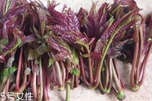 香椿種子多少錢一斤？30～40元左右