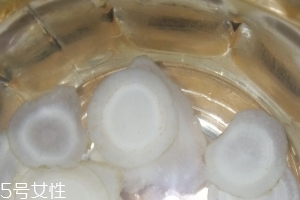 西洋參治什么?。课餮髤⒐π?qiáng)大