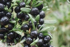 黑枸杞會過期嗎？這類都有保質(zhì)期