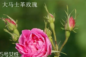 大馬士革玫瑰和平陰玫瑰哪個(gè)好？