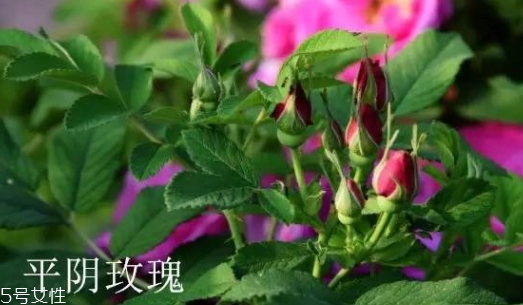 大馬士革玫瑰和平陰玫瑰哪個(gè)好？