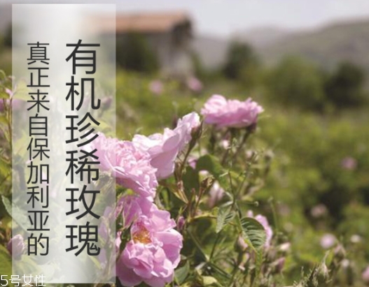 純露怎么用？居然有8種用法
