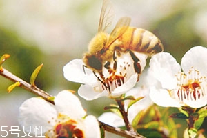 麥盧卡蜂蜜和普通蜂蜜有什么區(qū)別？貴得有理由
