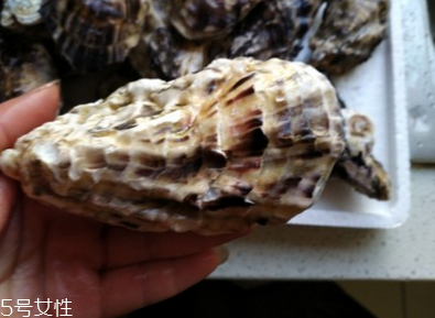 生蠔會有珍珠嗎？有這個可能