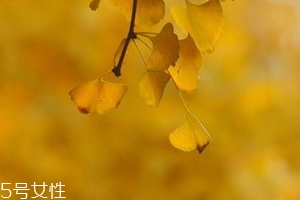 銀杏膠囊主要治什么??？
