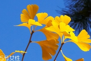 銀杏膠囊可以長期吃嗎？可以長期吃