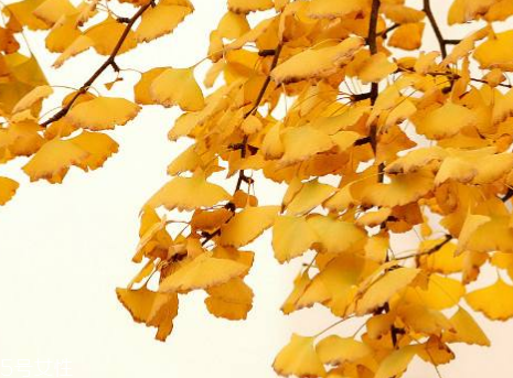銀杏膠囊可以長(zhǎng)期吃嗎？可以長(zhǎng)期吃
