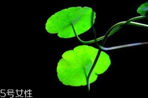 金錢(qián)草不能和什么一起吃 相克食物