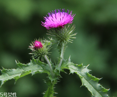 諾奧奶薊提取物膠囊怎么樣？效果還不錯(cuò)