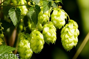 啤酒花是什么？啤酒花功效與作用