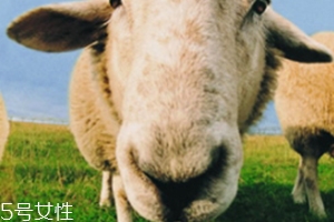綿羊油和貂油哪個好？