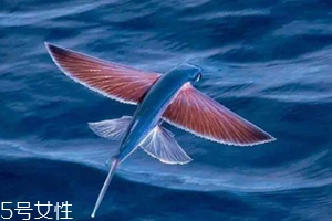 飛魚(yú)籽是什么魚(yú)的籽？壽司美味的秘訣