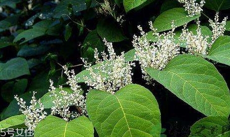 白藜蘆醇哪些人不能吃？過量有毒性